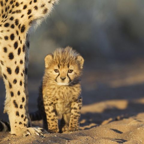 Meistens werden Geparden als Jungtiere ihren Müttern entrissen und über Somaliland verschleppt 