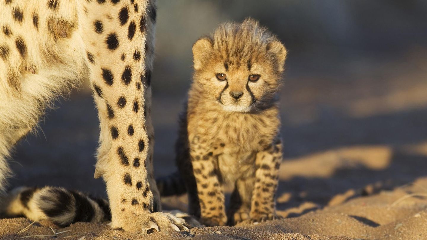 Meistens werden Geparden als Jungtiere ihren Müttern entrissen und über Somaliland verschleppt 