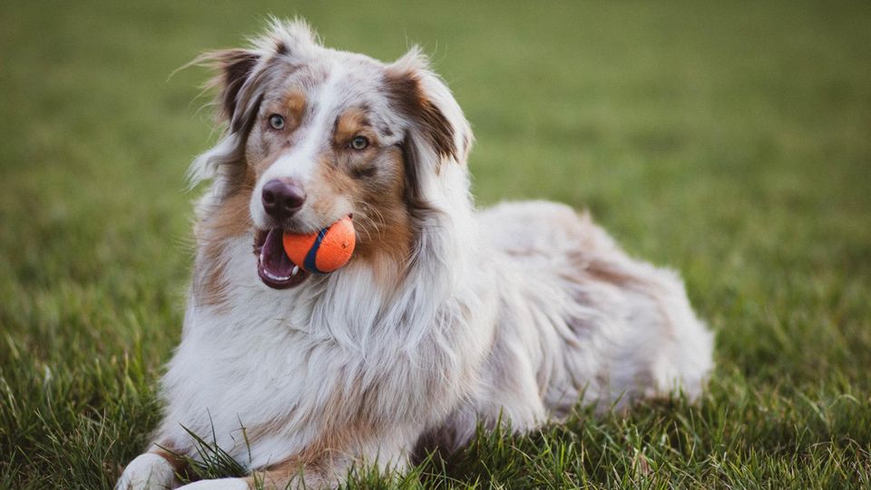Termine für Hundebesitzer im September und Oktober