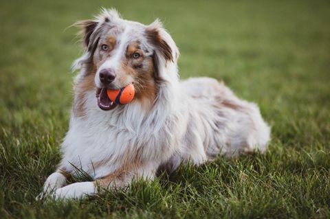 Termine für Hundebesitzer im September und Oktober