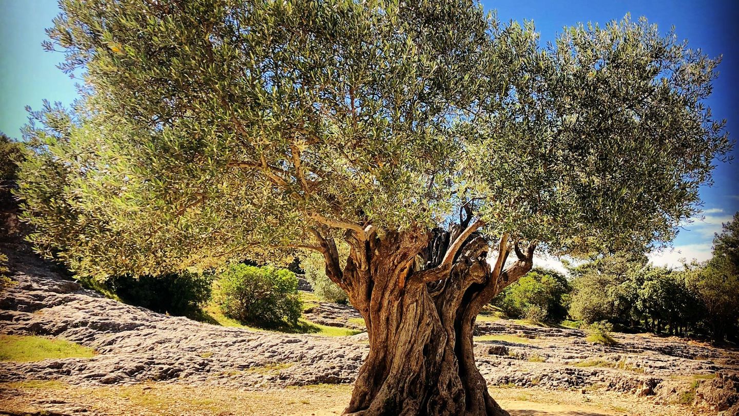 3000 Jahre alter Olivenbaum trgt bis heute Frchte | STERN.de