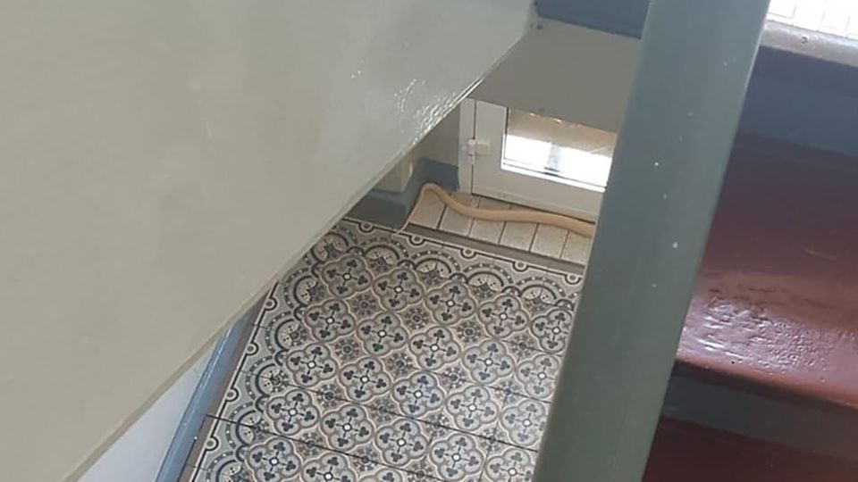 Das Handyfoto des Hausbewohners Collin Bleck zeigt die entwichene Monokelkobra im Treppenhaus Das Handyfoto des Hausbewohners Collin Bleck zeigt die entwichene Monokelkobra im Treppenhaus