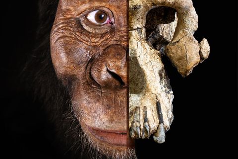 Ein Zusammenschnitt des 3,8 Millionen Jahre alten Schädels und des vermutlichen Aussehens des Vormenschen
