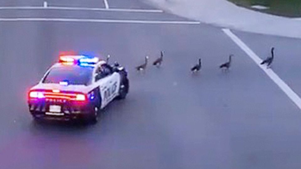 Ein Polizeiwagen leitet Gänse von der Straße Ein Polizeiwagen leitet Gänse von der Straße