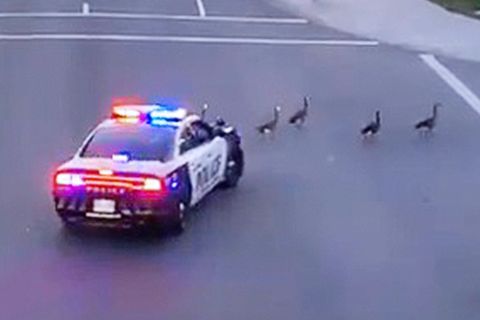 Ein Polizeiwagen leitet Gänse von der Straße