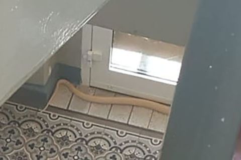 Entwichte Kobra in Treppenhaus in einem Haus in Herne