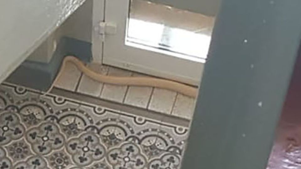 Entwichte Kobra in Treppenhaus in einem Haus in Herne