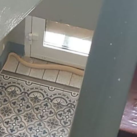 Entwichte Kobra in Treppenhaus in einem Haus in Herne