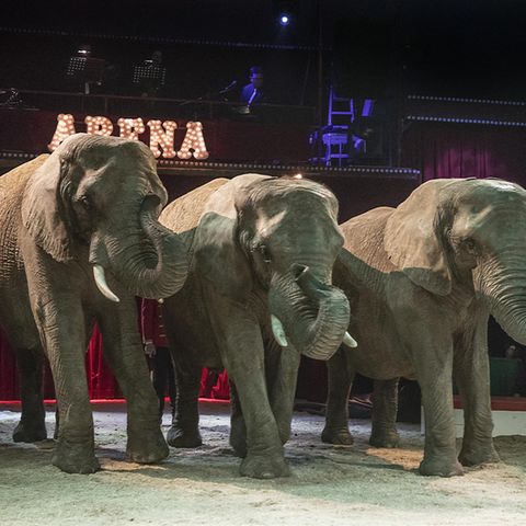 Drei Elefanten stehen in einer Zirkus-Arena. Über ihnen leuchtet der Schriftzug "Arena"