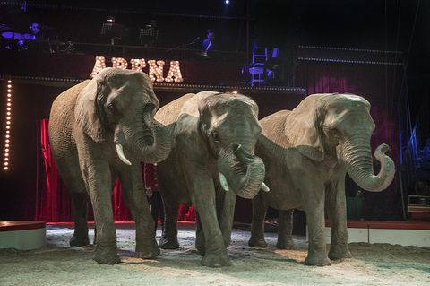 Drei Elefanten stehen in einer Zirkus-Arena. Über ihnen leuchtet der Schriftzug "Arena"
