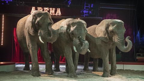 Drei Elefanten stehen in einer Zirkus-Arena. Über ihnen leuchtet der Schriftzug "Arena"