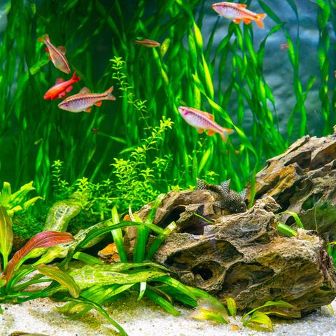 Algen trüben den Blick ins Aquarium