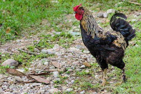 Verletzte Krampfadern: Australische Farmerin von Hahn tödlich verletzt