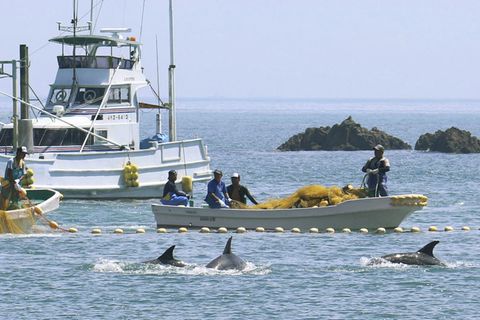 Fischer treiben kleine Wale in eine Bucht vor Taiji