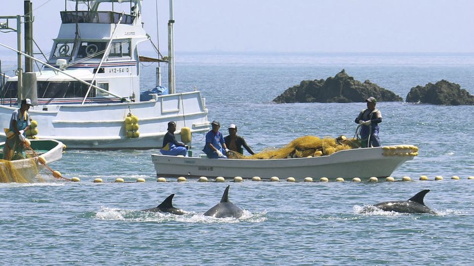 Fischer treiben kleine Wale in eine Bucht vor Taiji