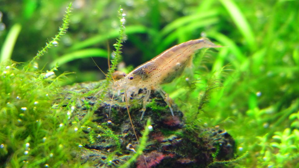 Amano Garnele Garnele sind gut zur Algenbekämpfung