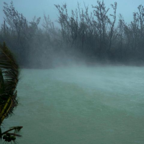 Sturmböen von Hurrikan Dorian peitschen die Baumspitzen und wirbeln das Wasser auf