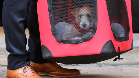 Ein Jack Russell Terrier, der neue Mitbewohner vom britischen Premierminister Boris Johnson
