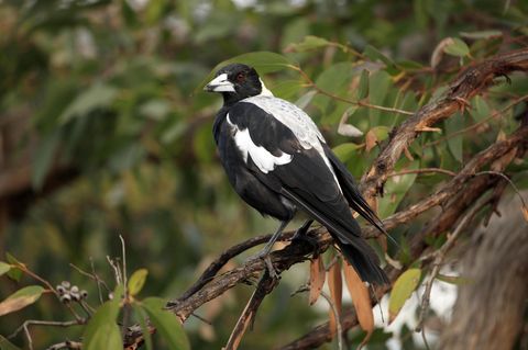 Ein Flötenvogel