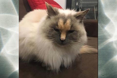 Katze