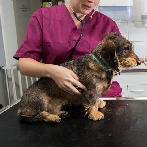 Ein Hund wird beim Tierarzt untersucht