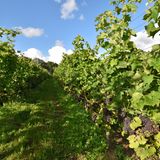 Arilds Vingård: Trauben