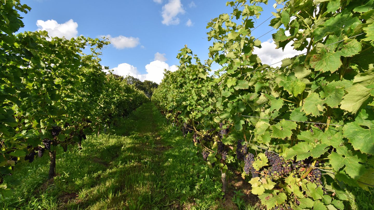 Arilds Vingård: Trauben