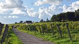 Arilds Vingård: Weinreben
