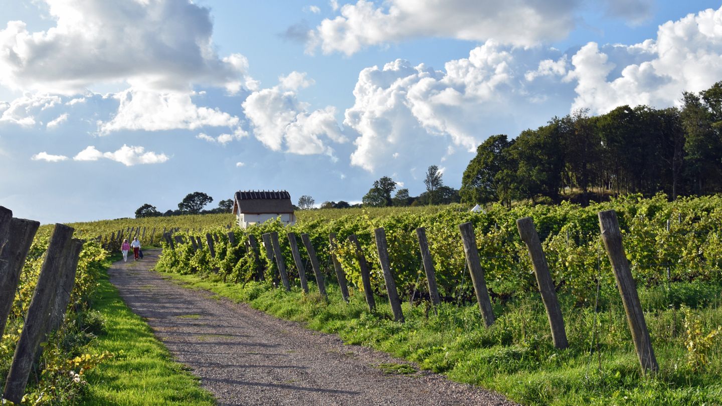 Arilds Vingård: Weinreben