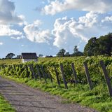 Arilds Vingård: Weinreben