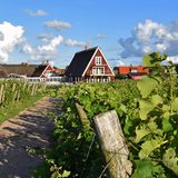 Arilds Vingård: Weinreben und Häuser