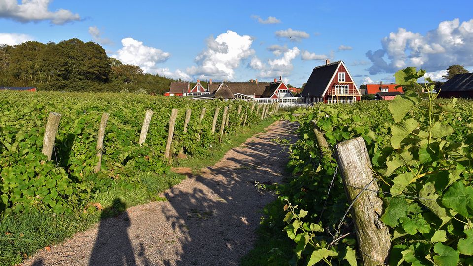 Arilds Vingård: Weinreben und Häuser