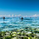 Die Frauen von Sansibar bei der Jagd auf Tintenfische und Muscheln im flachen Wasser 