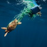 Jährlich sterben Tausende Meeresschildkröten durch verloren gegangene und im Meer treibende Fischernetze