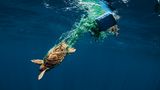 Jährlich sterben Tausende Meeresschildkröten durch verloren gegangene und im Meer treibende Fischernetze