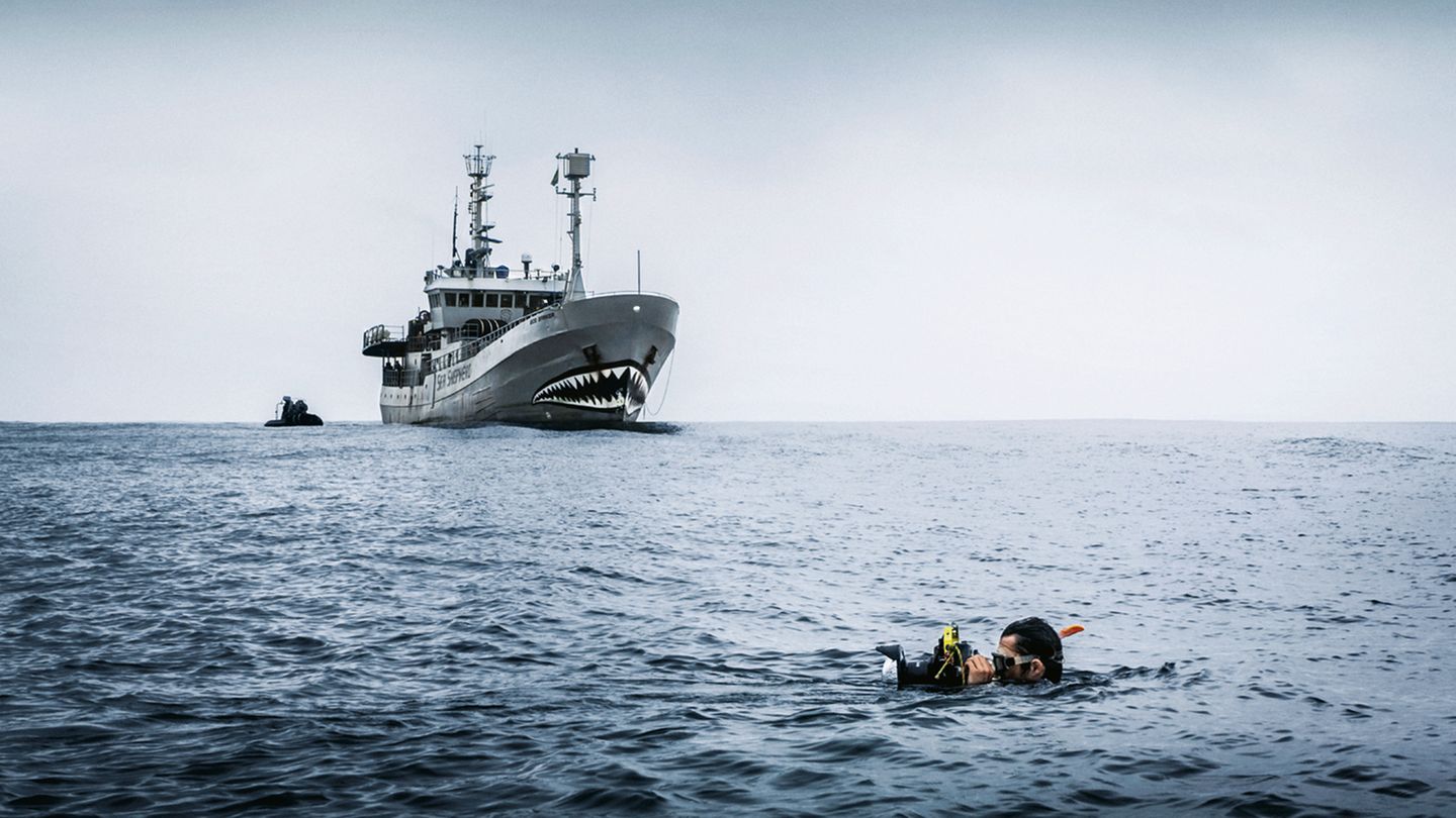 Jährlich sterben Tausende Meeresschildkröten durch verloren gegangene und im Meer treibende Fischernetze