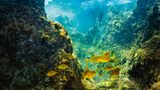 Eine Momentaufnahme der Unterwasserwelt vor dem Azoren-Archipel