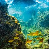 Eine Momentaufnahme der Unterwasserwelt vor dem Azoren-Archipel