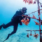 Jährlich sterben Tausende Meeresschildkröten durch verloren gegangene und im Meer treibende Fischernetze