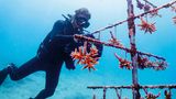 Jährlich sterben Tausende Meeresschildkröten durch verloren gegangene und im Meer treibende Fischernetze