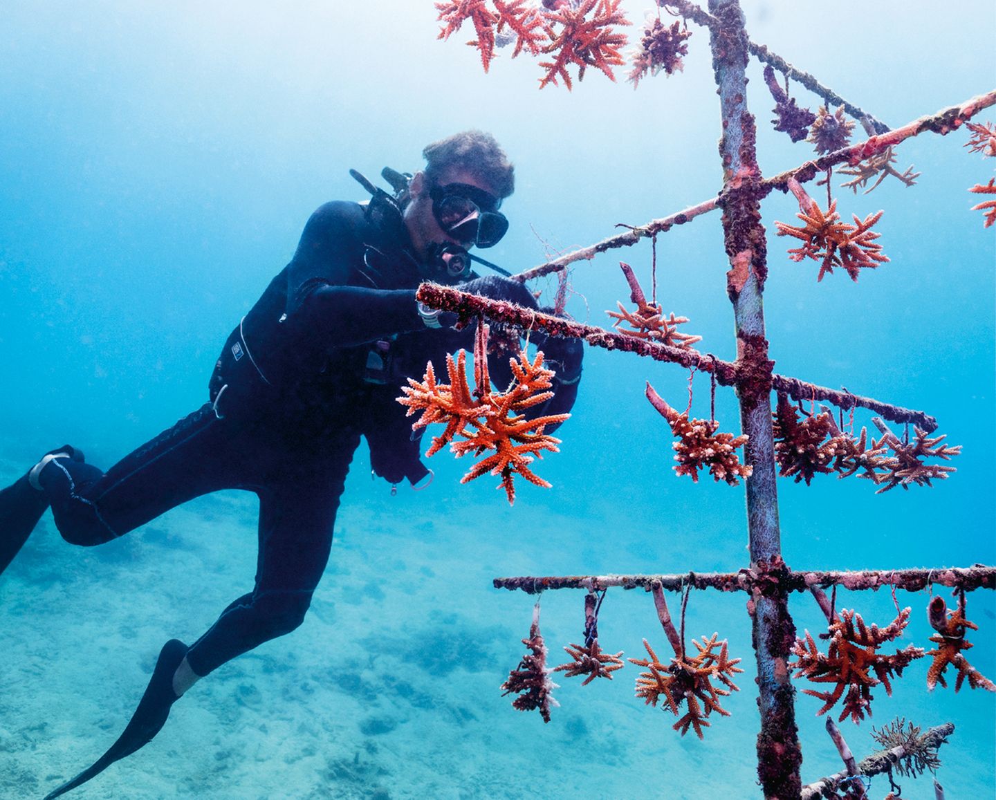 Jährlich sterben Tausende Meeresschildkröten durch verloren gegangene und im Meer treibende Fischernetze