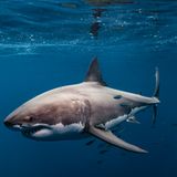 Der Weiße Hai ist wohl die gefürchtetste Kreatur in unseren Weltmeeren – und bedroht