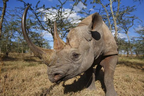 Ein Spitzmaulnashorn mit einem langen, geschwungenen Horn und einem kürzeren dahinter