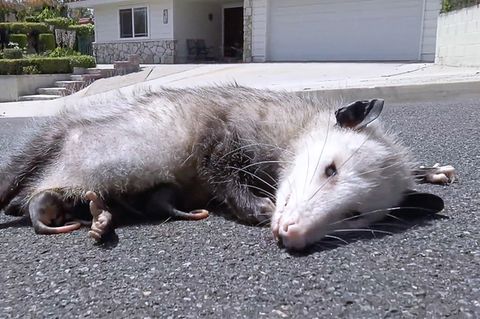 Ein Opossum liegt auf der Straße