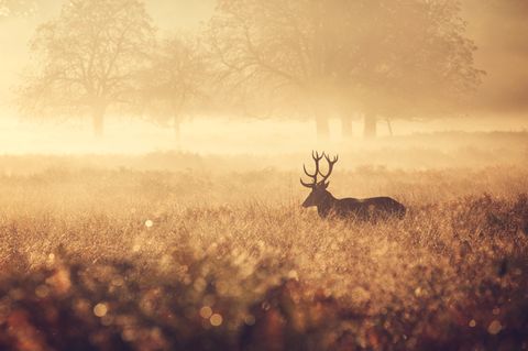 Hirsch auf einer Wiese