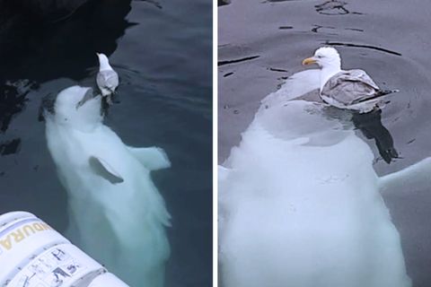Belugawal mit Möwe im Wasser