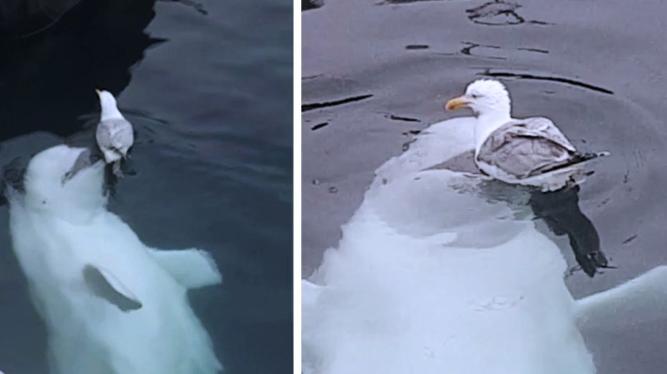 Belugawal mit Möwe im Wasser Belugawal mit Möwe im Wasser