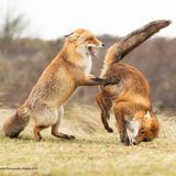 Ob Tanz oder spielerischer Purzelbaum-Wettbewerb – so ganz ist das Herumtoben der beiden Füchsinnen nicht zu deuten. Fotograf Alastair Marsh tippt auf einen misslungenen Walzer, den die beiden nahe Amsterdam aufführen. Egal was es ist, die Füchsinnen haben offensichtlich eine Menge Spaß.