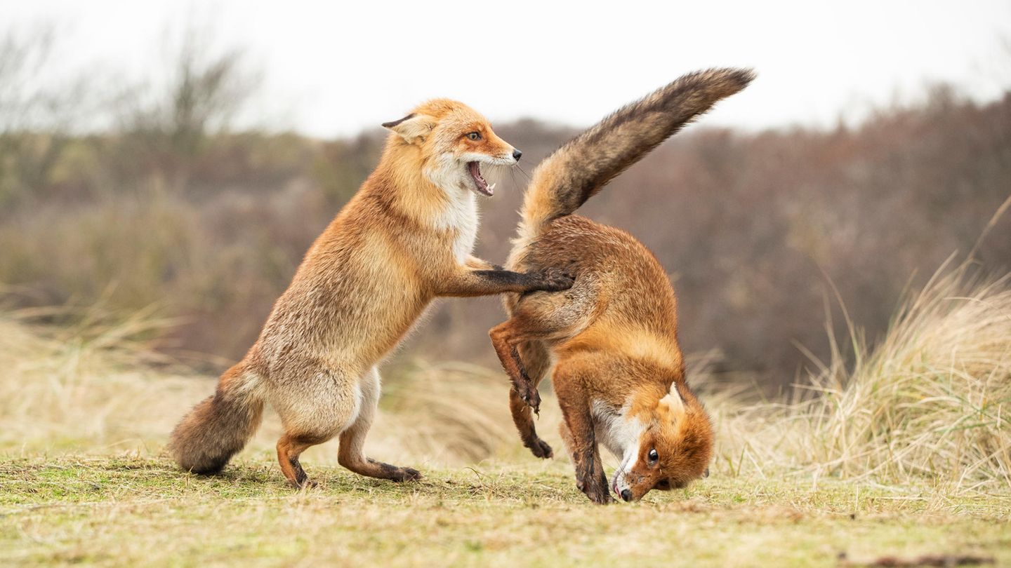 "Comedy Wildlife Photography Awards": Ob Tanz oder spielerischer Purzelbaum-Wettbewerb – so ganz ist das Herumtoben der beiden Füchsinnen nicht zu deuten. Fotograf Alastair Marsh tippt auf einen misslungenen Walzer, den die beiden nahe Amsterdam aufführen. Egal was es ist, die Füchsinnen haben offensichtlich eine Menge Spaß. Ob Tanz oder spielerischer Purzelbaum-Wettbewerb – so ganz ist das Herumtoben der beiden Füchsinnen nicht zu deuten. Fotograf Alastair Marsh tippt auf einen misslungenen Walzer, den die beiden nahe Amsterdam aufführen. Egal was es ist, die Füchsinnen haben offensichtlich eine Menge Spaß.