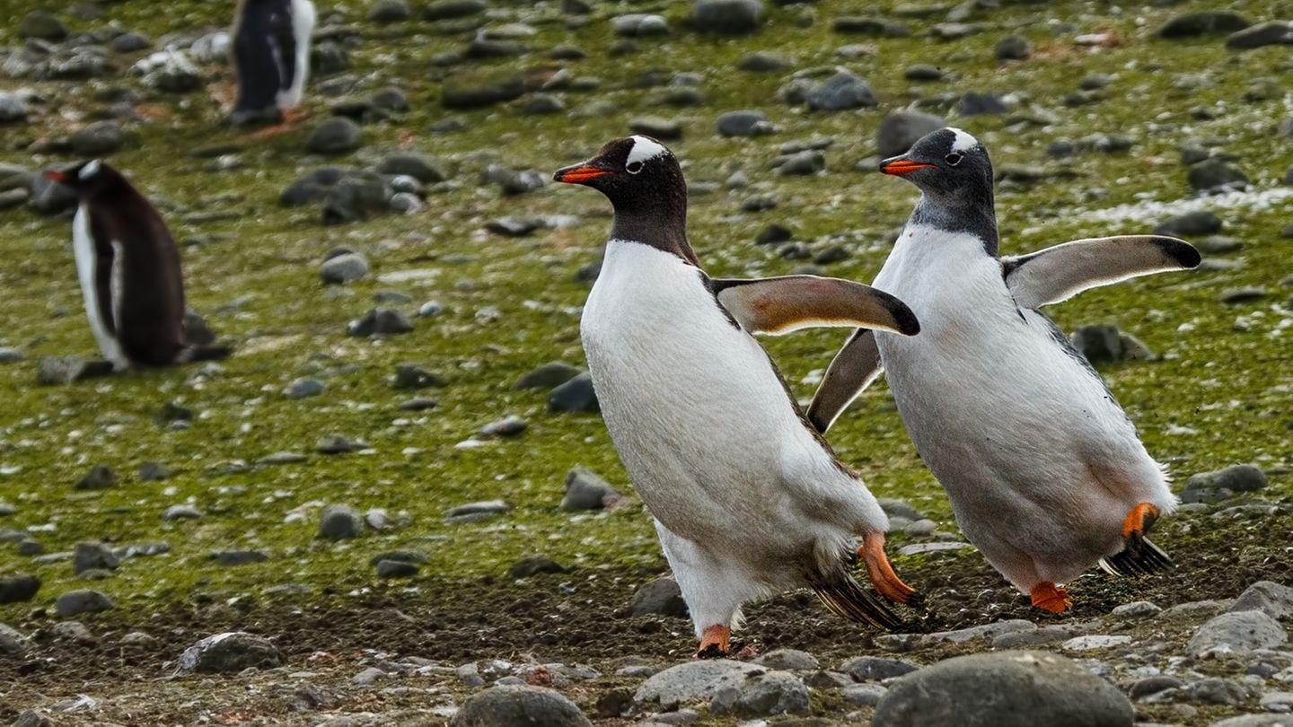 Die Choreographie sitzt: Zwei Pinguine stellen ihre (Eis-)Tanzkünste unter Beweis. Vielleicht eine Bewerbung für die Olympischen Winterspiele? Das mutmaßt zumindest Fotograf Andre B. Erlich. Ihre Weggefährten können sie mit ihrem synchronen Auftritt aber nicht beeindrucken, die sehen gelangweilt weg.